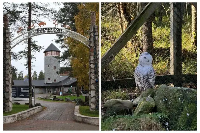 ראנואה גן החיות של לפלנד - בעלי החיים הארקטיים והסודות של הפארק אילו בעלי חיים אפשר לראות בגן חיות ראנואה credit to getyourguide.com