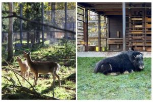 למה אסור לפספס את גן חיות ראנואה בלפלנד? credit to getyourguide.com