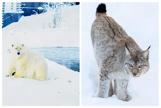 למה אסור לפספס את גן חיות ראנואה בלפלנד? credit to getyourguide.com