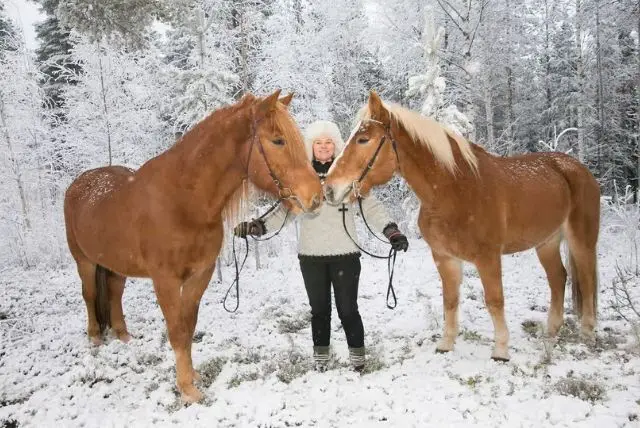 טיול רכיבה על סוסים בלפלנד credit to getyourguide.com
