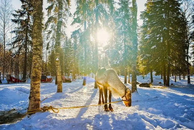 רובניימי מזג אוויר