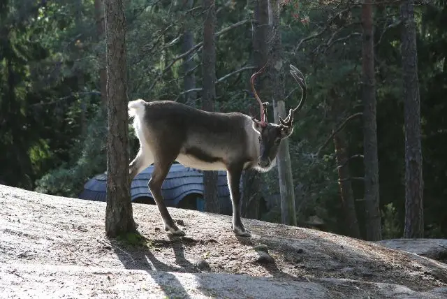 לפלנד בחודש יוני - מה צריך לדעת על מזג האוויר, אירועים מיוחדים, פעילויות, שמש חצות ועוד!