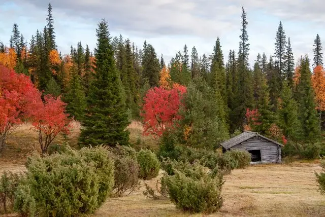 לפלנד בחודש יולי - מה צריך לדעת על מזג האוויר, אירועים מיוחדים, פעילויות, שמש חצות ועוד!