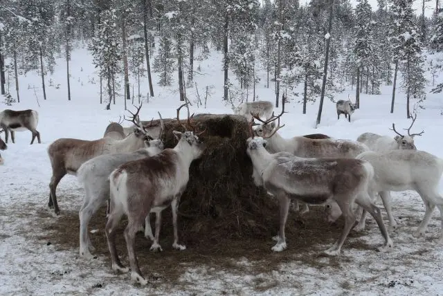 לפלנד בחודש יולי - מה צריך לדעת על מזג האוויר, אירועים מיוחדים, פעילויות, שמש חצות ועוד!