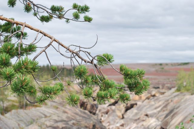 לפלנד בחודש אוגוסט - מה צריך לדעת על מזג האוויר, אירועים מיוחדים, פעילויות, טבע וקיץ ארקטי ועוד!