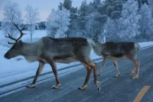 לפלנד בחודש אפריל - מה צריך לדעת על מזג האוויר, אירועים מיוחדים, פעילויות, אורות הצפון ועוד!