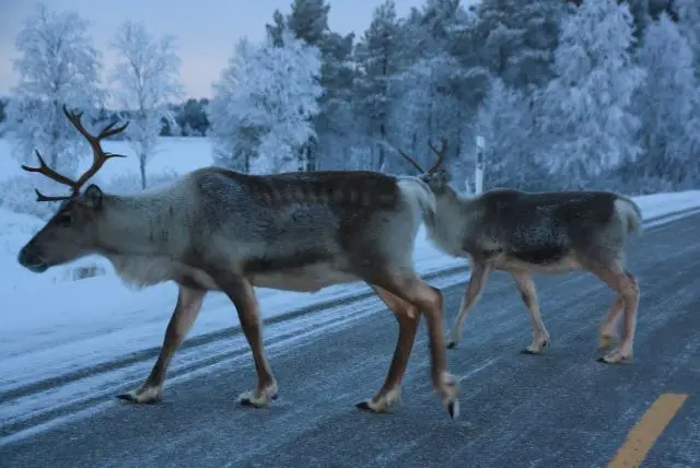 לפלנד בחודש אפריל - מה צריך לדעת על מזג האוויר, אירועים מיוחדים, פעילויות, אורות הצפון ועוד!