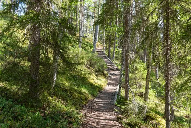 לפלנד בחודש אוגוסט - מה צריך לדעת על מזג האוויר, אירועים מיוחדים, פעילויות, טבע וקיץ ארקטי ועוד!