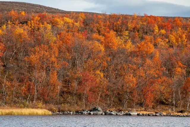 לפלנד בחודש ספטמבר - מה צריך לדעת על מזג האוויר, אירועים מיוחדים, פעילויות, אורות הצפון ושלכת ועוד!