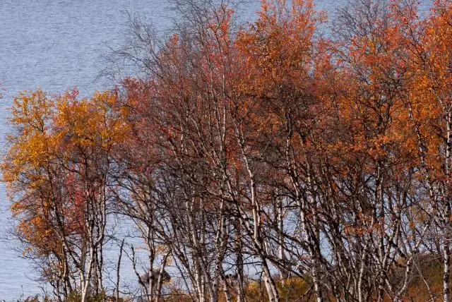 לפלנד בחודש ספטמבר - מה צריך לדעת על מזג האוויר, אירועים מיוחדים, פעילויות, אורות הצפון ושלכת ועוד!