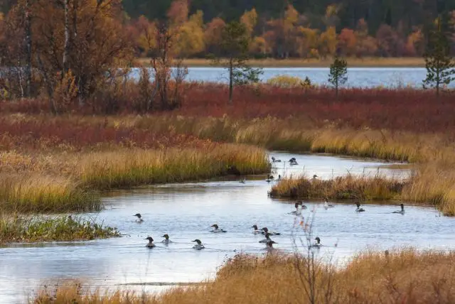 לפלנד בחודש ספטמבר - מה צריך לדעת על מזג האוויר, אירועים מיוחדים, פעילויות, אורות הצפון ושלכת ועוד!