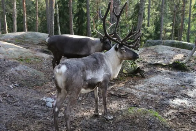 לפלנד בחודש אפריל - מה צריך לדעת על מזג האוויר, אירועים מיוחדים, פעילויות, אורות הצפון ועוד!